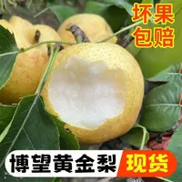河南博望黄金梨当季雪梨新鲜水果南阳特产黄皮梨子