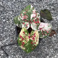 13-0924泰国发货龟仙岛