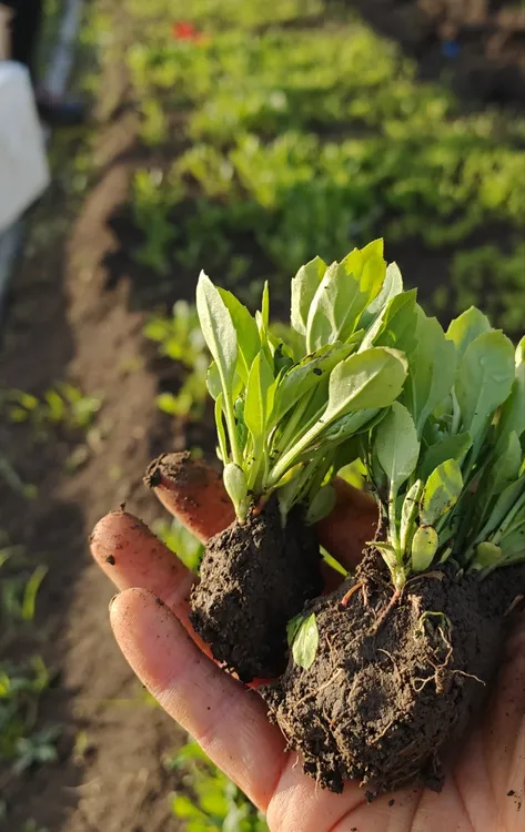 庭院花卉矮杆红色翠菊小苗8棵
