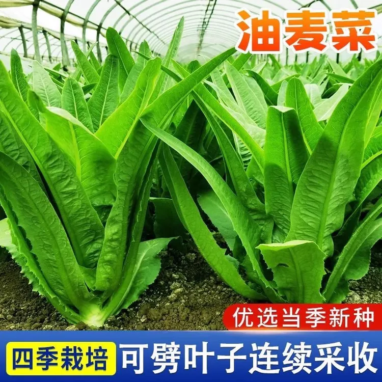 油麦菜种子盆栽春秋冬季四季种籽夏季种植种子阳台生活油麦菜种子