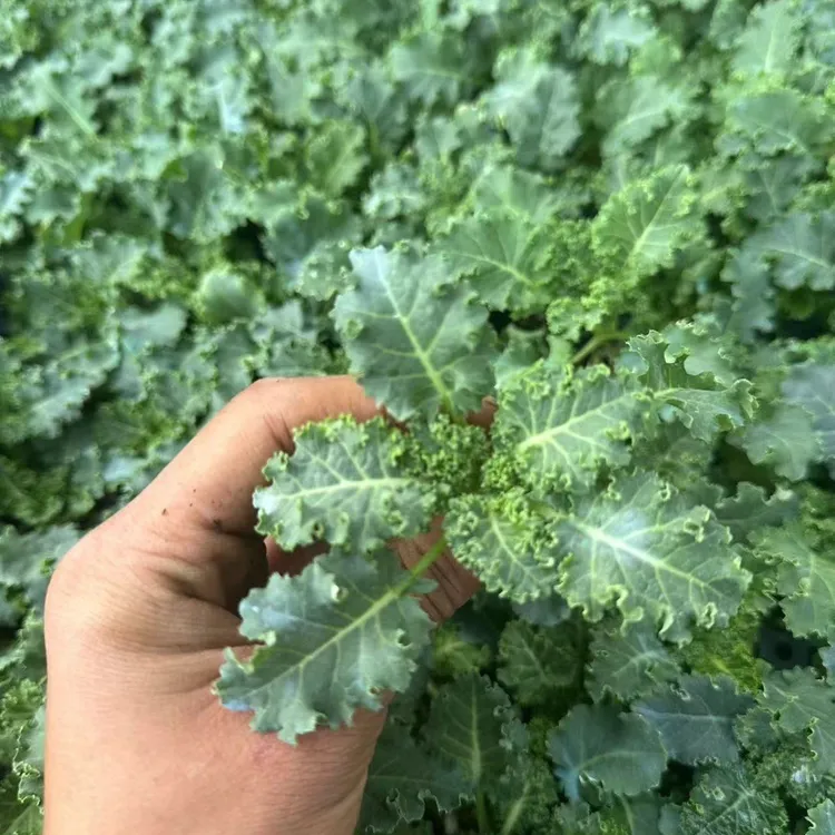 绿羽衣甘蓝种苗皱叶菜种籽叶菜原装四季蔬菜种子大全菜