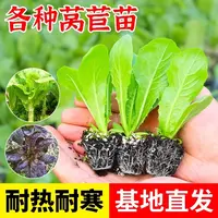 莴笋苗莴苣秧苗红皮香莴笋苗带土三青皮青肉莴苣秋冬季耐寒蔬菜苗