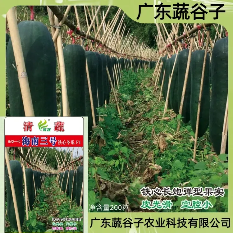【蔬谷子】海南3号黑皮大冬瓜种子早熟快转黑高产爬地农家蔬菜种子