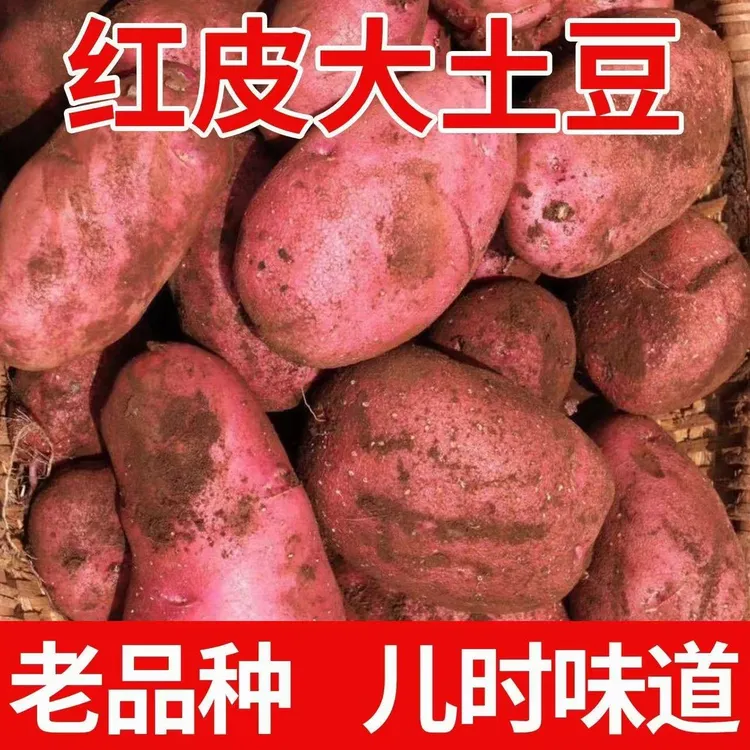 贵州赫章高产米拉洋芋饱满黄心土豆洋芋新鲜精品高产老品种马铃薯