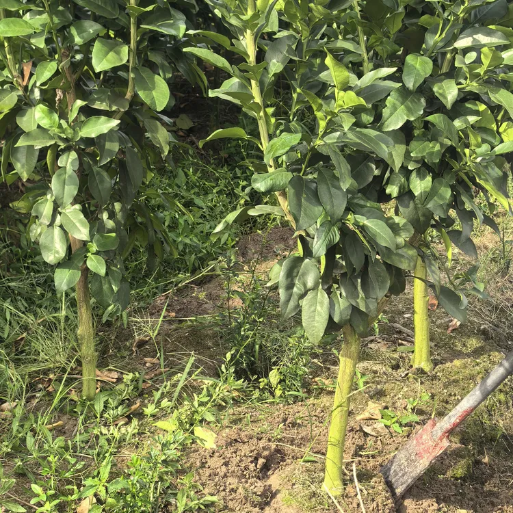 原产地红心马家柚树苗