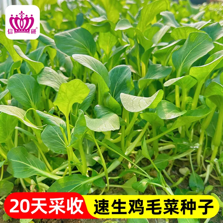 【下单发3包】正宗鸡毛菜种子速生小白菜青油菜上海青四季蔬菜种籽