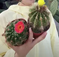 二妹园艺【 2颗青王（橙红花+黄花）实生根】满18包邮默认脱土发货