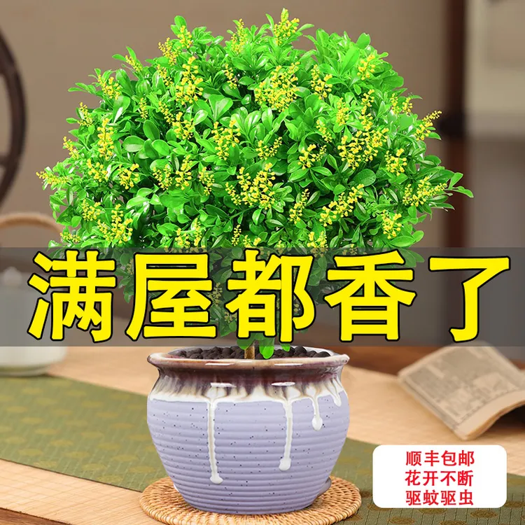 米兰花卉盆栽室内开花懒人易养活驱蚊提神净化空气绿植物老桩