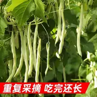 【满5包/包邮】九粒白芸豆种子四季豆架豆种农家高产四季播蔬菜种籽