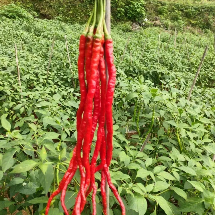 【8898线椒种子】四季种植特色辣椒种子商品图