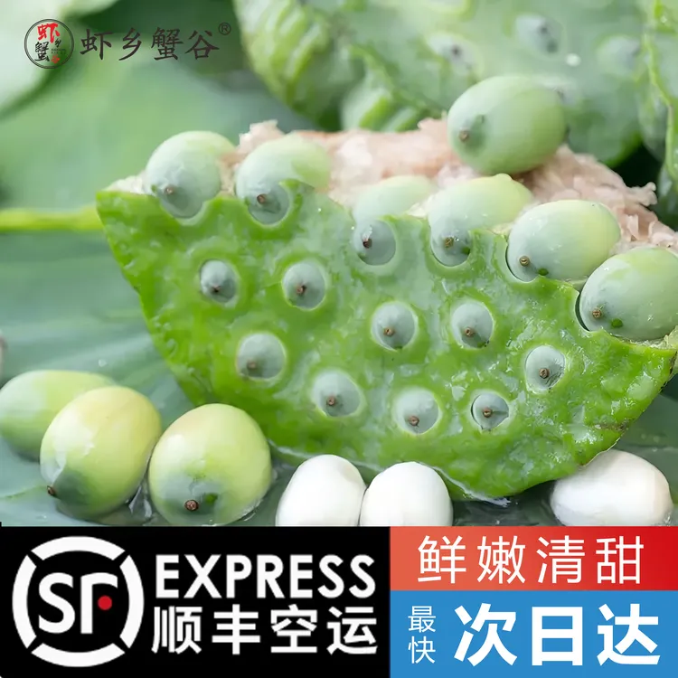 【现摘现发】水果莲蓬新鲜现摘当季莲子应季水果新鲜莲蓬鲜莲子米