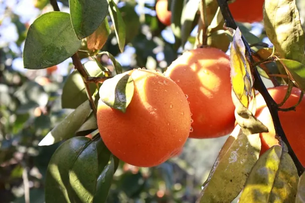 现摘现发蜜红橙软糯香甜