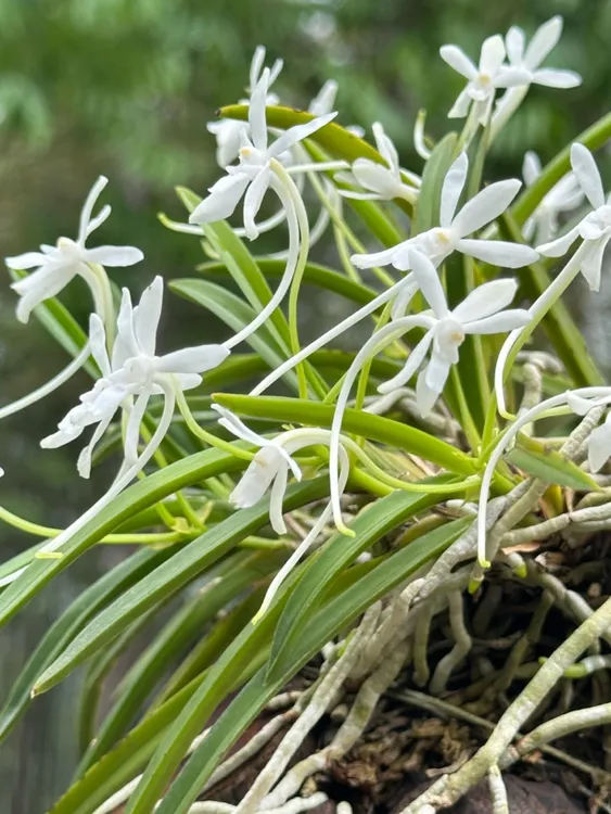 风兰长矩风兰开花浓香