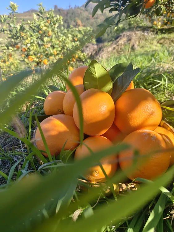 湖南高山脐橙，当季水果，果肉饱满，甜度高，果园直发
