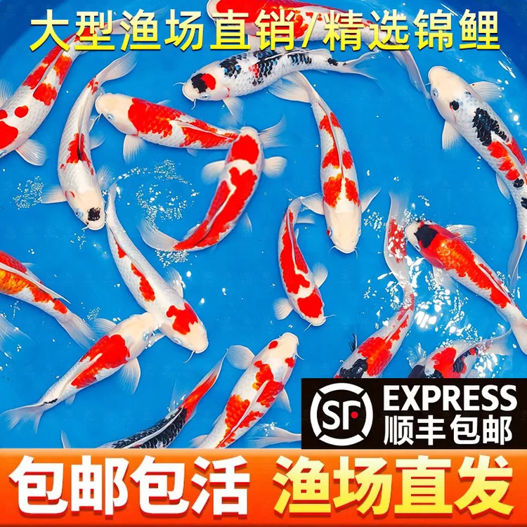 顺丰锦鲤鱼活鱼纯种大型红白活体观赏鱼冷水淡水金鱼好养耐活鱼苗