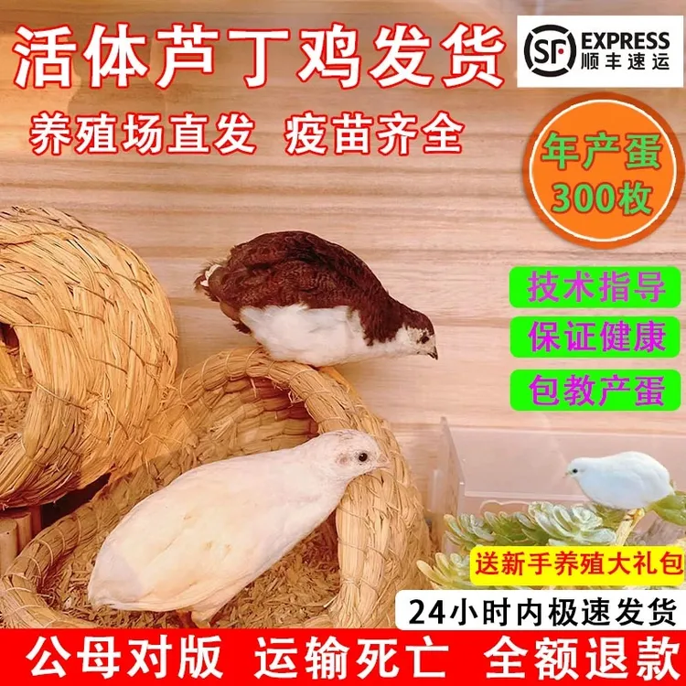 活体芦丁鸡40-60天青年鸡全色系芦丁鸡青年鸡活体可产蛋疫苗齐全