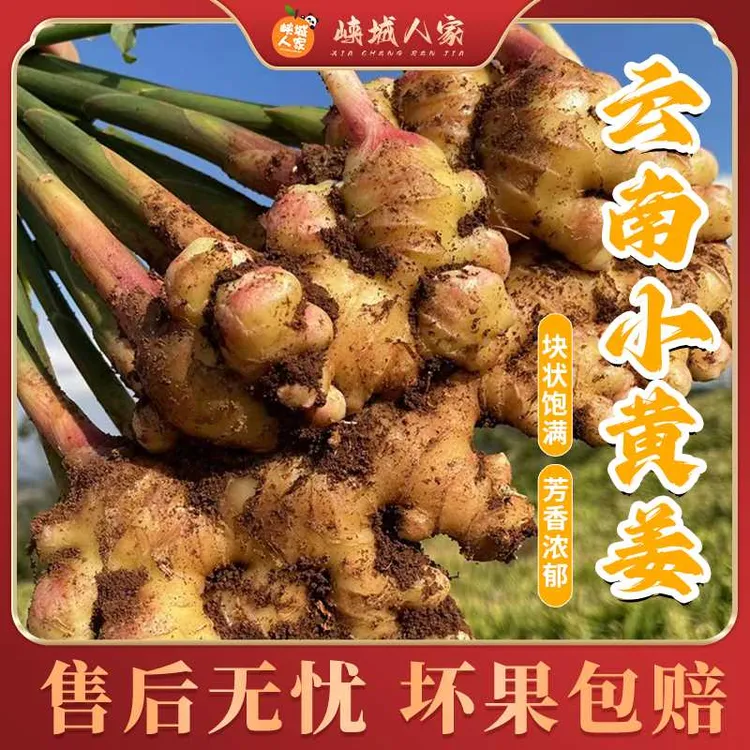 【峡城人家】云南小黄姜高山辛辣浓郁新鲜直发
