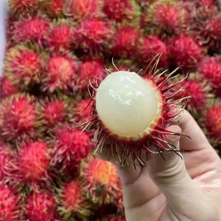 顺丰大果海南红毛丹当季新鲜水果中秋水果荔枝孕妇水果
