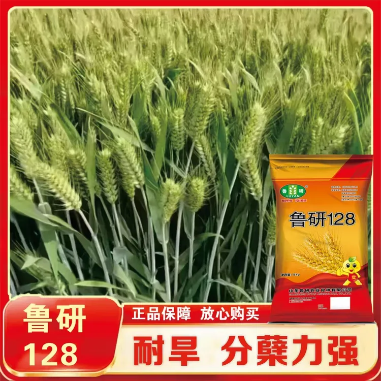 国审航天育种鲁研128【凯】抗倒伏耐旱抗病性好高产小麦种正品保真