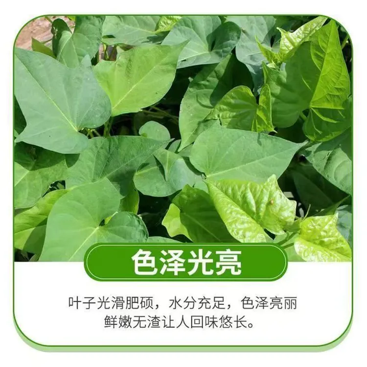 河南南阳农家自种新鲜红薯尖地瓜叶番薯叶嫩尖蔬菜地瓜梗