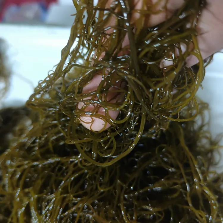 盐渍龙须菜普通款新鲜红海草食材凉拌菜龙须菜紫菜裙带菜