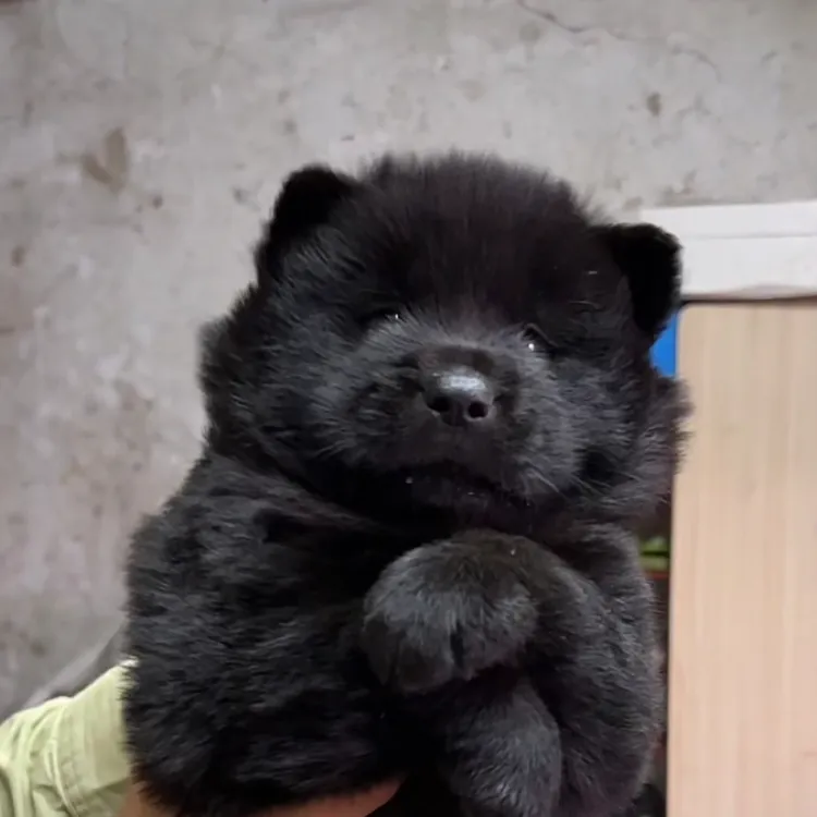 中华田园犬幼犬出售含黄狗白面五红五黑等多种花色小狗