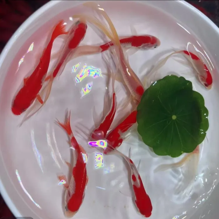 精品火焰红白凤尾草金鱼 3-6公分新手好养耐活冷水观赏鱼包邮到家