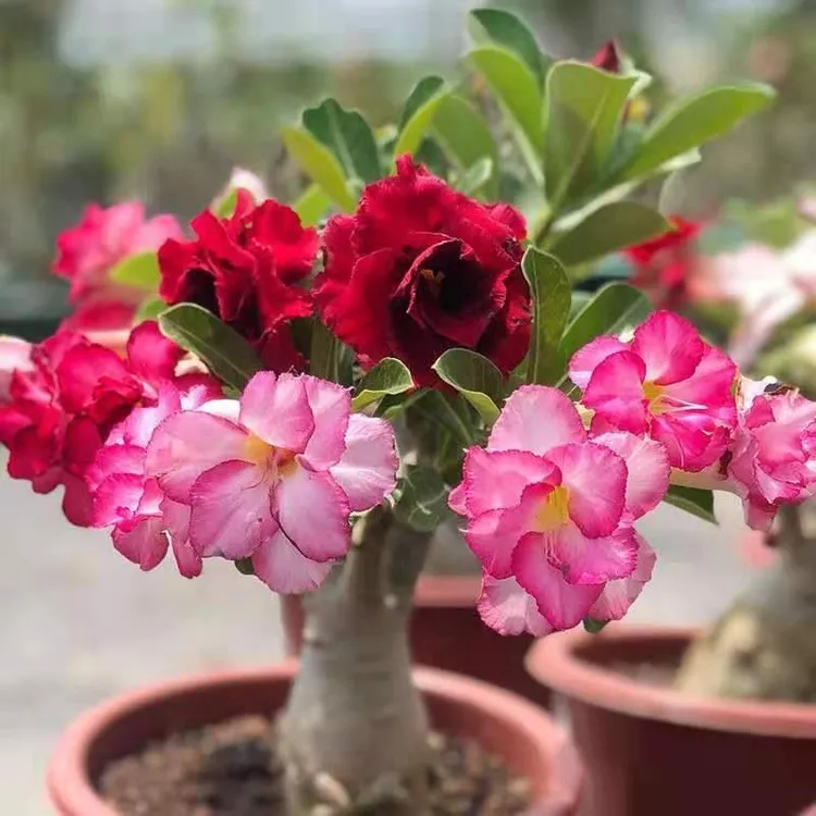沙漠玫瑰盆栽沙漠玫瑰重瓣植物室内花卉盆栽耐旱四季好养开花盆景