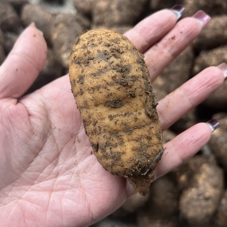 源自昭通天麻小草坝野生种植现挖新鲜发货中号