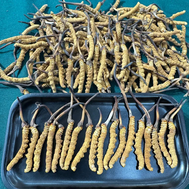 玛如草那曲冬虫夏草 西藏虫草 西藏那曲 自用款