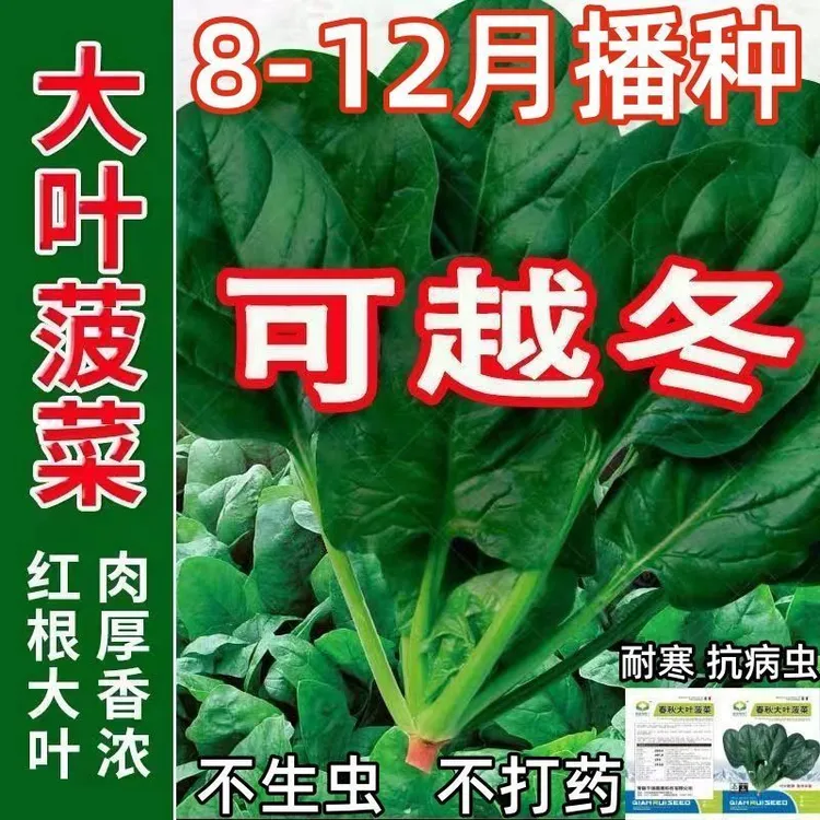 B1【今年新种】速生大叶菠菜种子菠菜籽高产耐热耐寒菠菜种籽蔬菜