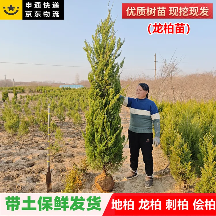 龙柏苗品种松柏侧扁柏圆柏松树宝塔松柏树苗柏树四季常青工程绿化
