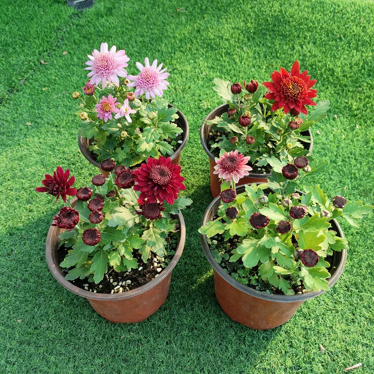 特惠 切花菊带花苞带花组