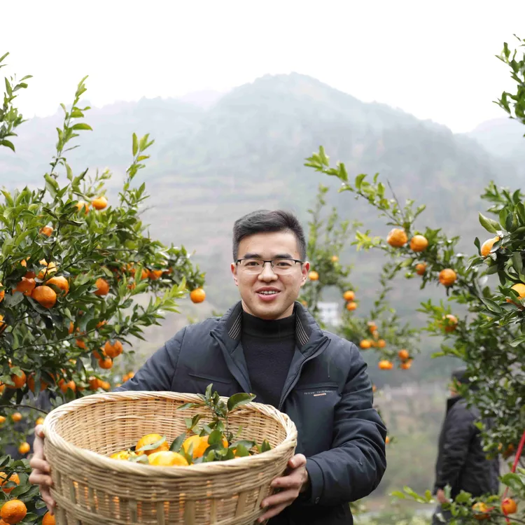 毕节大河口脐橙新鲜多汁香甜产地直供应季水果口感鲜美