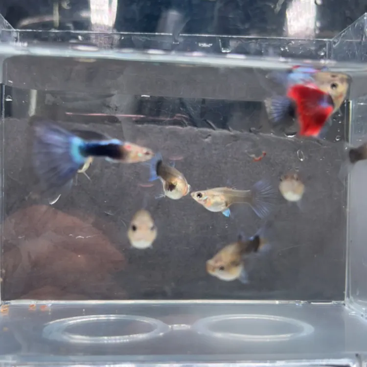 蓝礼服包缸孔雀鱼