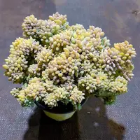 【醉美人缀化 】【满9.9包邮】星花怒放阳台露台办公多肉植物栽种养