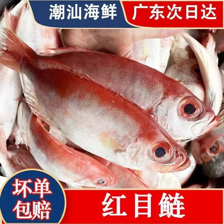【汕尾本港纯野生】红目鲢小船红目鲢大眼雕大眼鸡【帮杀好】