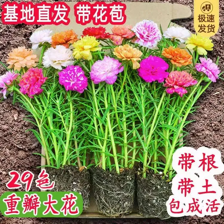 水培重瓣太阳花苗带花苞多色混色带根土宿根花卉耐热好养庭院盆栽