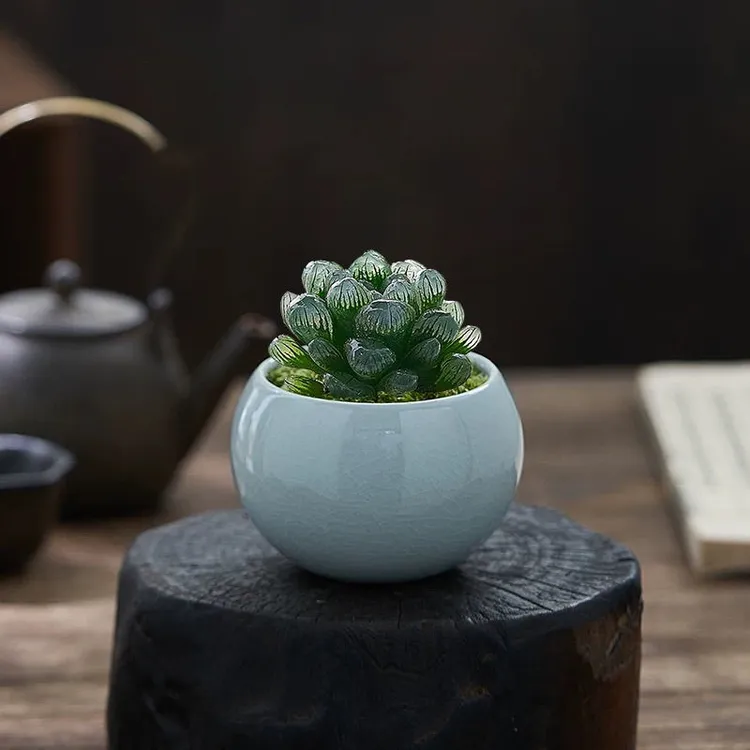 玉露多肉植物盆栽姬玉露水晶冰灯玉露玉露多头桌面盆栽室内好养活