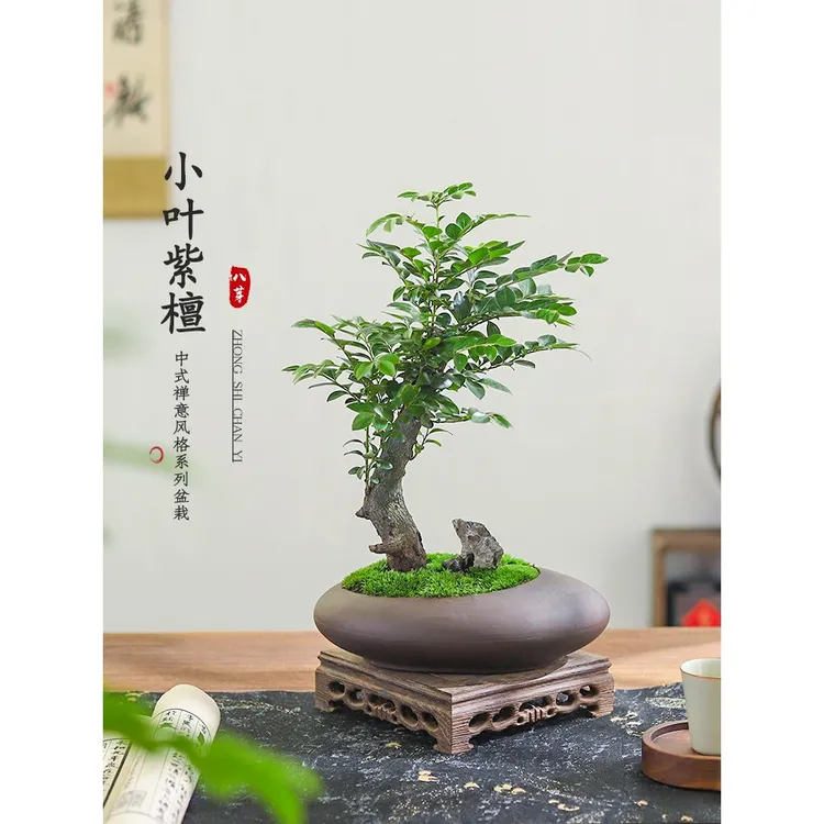 小叶紫檀盆栽室内桌面摆件客厅好养花卉绿植中式造景四季常青植物