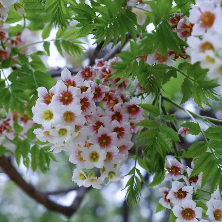 【文冠花种子】桔梗花四季易种阳台庭院盆栽地栽南北方四季种植