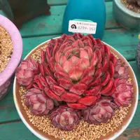 多肉一物一拍0219-157