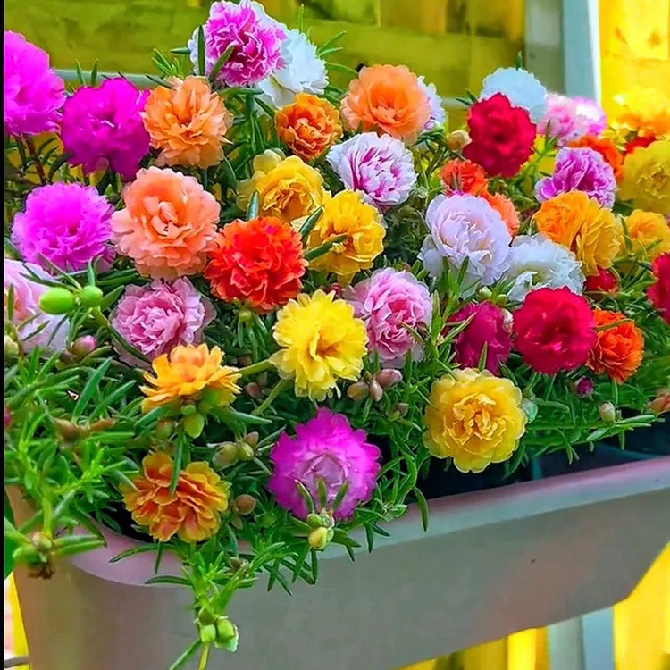 带根带土盆栽重瓣太阳花苗混色耐热花卉适合阳台绿植天气庭院种植
