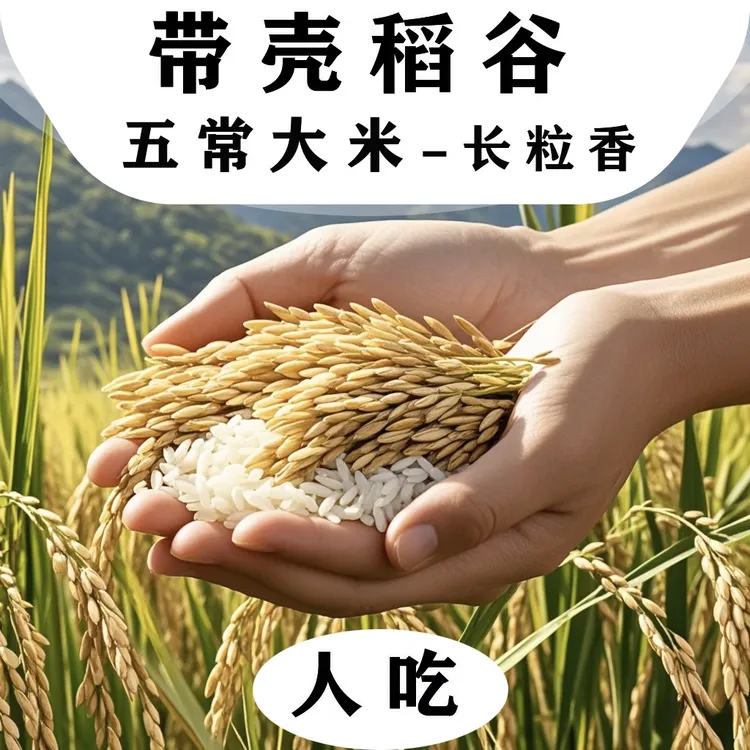 鲜帝稻东北长粒香带壳稻谷鲜米机专用清香食用农民自产自销