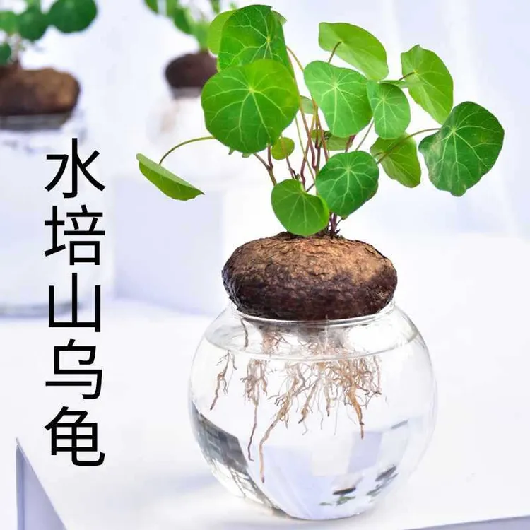 【新疆包邮】拍一发三  山乌龟金不换植物盆栽圆叶绿植水培桌面盆景