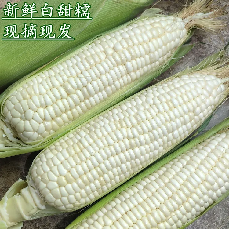 现摘广西白糯玉米新鲜现发农家糯玉米带壳非即食玉米粘黏香糯包邮