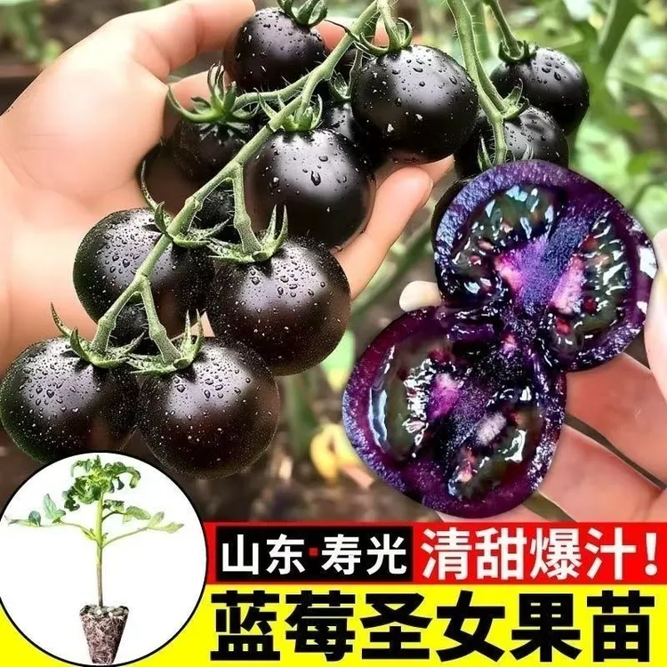 【山东寿光蓝莓番茄苗】蓝莓番茄苗阳台庭院阳台新手小白种植简单商品图