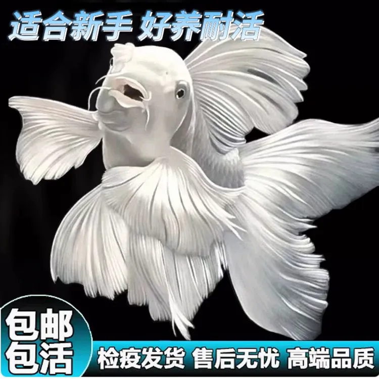 台湾蝴蝶鲤普身蝴蝶鲤混养冷水鱼观赏鱼鱼苗大尾巴活体