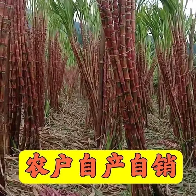 云南老品种新鲜现砍红皮甘蔗脆皮甘蔗一箱批发直发