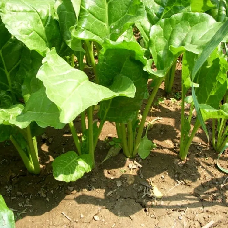 【生鲜冷链】农家妈妈现摘现发1斤新鲜君子菜莙荙菜根达菜牛皮菜